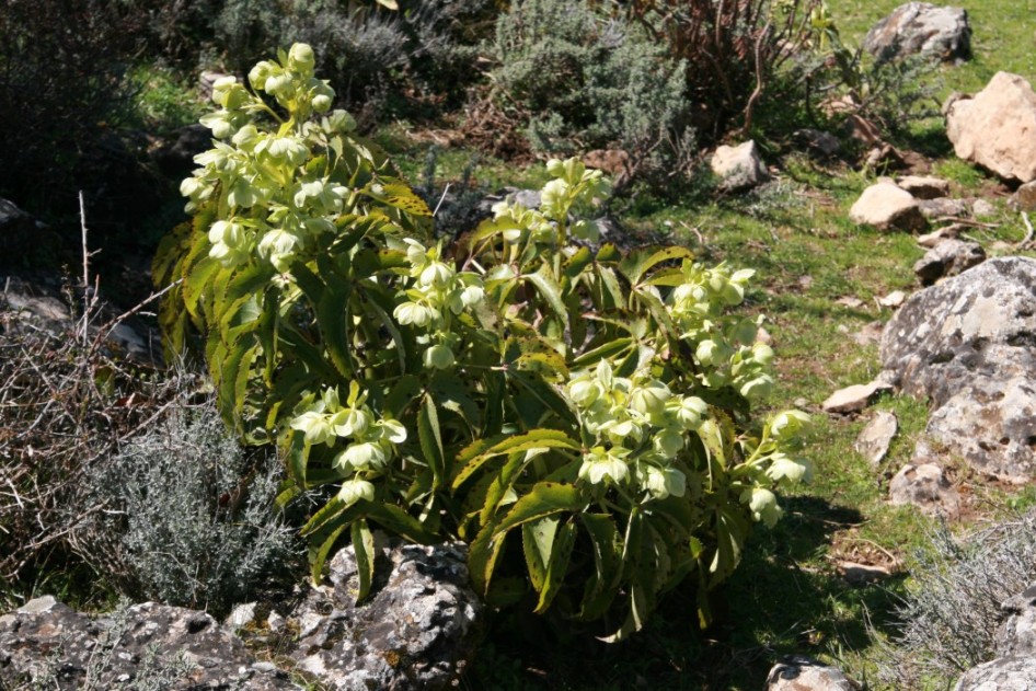 Helleborus lividus subsp. corsicus / elleboro sardo-corso